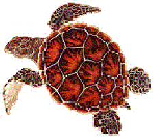 turtle7